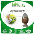 Natural 100% green tea extract egcg 95%